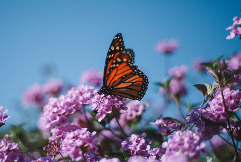 Sustainable Garden Guide