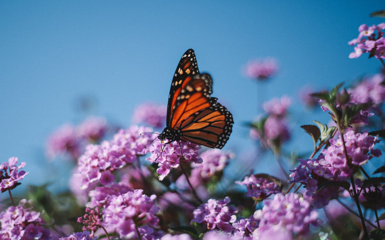 Sustainable Garden Guide
