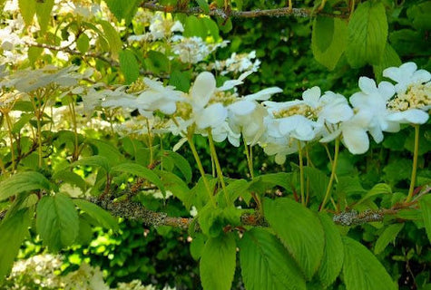 Notes from the Chic Teak Garden