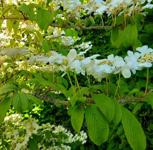 Notes from the Chic Teak Garden