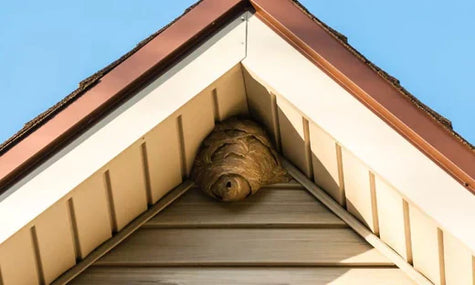 Why do wasps like my teak garden furniture?
