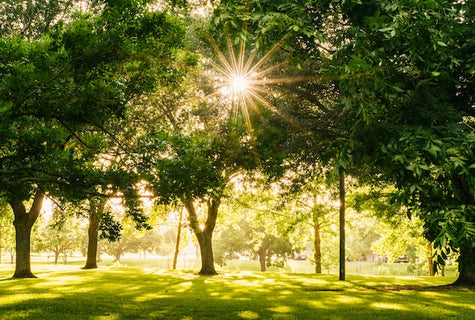 Timeless teak furniture for Battersea Park