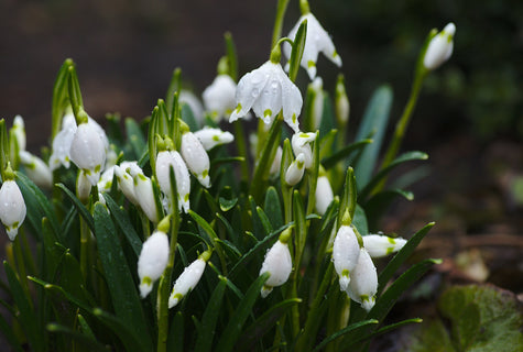 5 Winter Flowering Plants to Keep Your Garden Bright