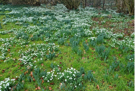 Notes from the Chic Teak Garden