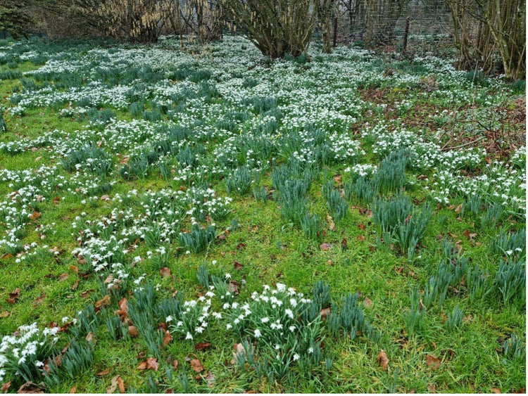 Notes from the Chic Teak Garden