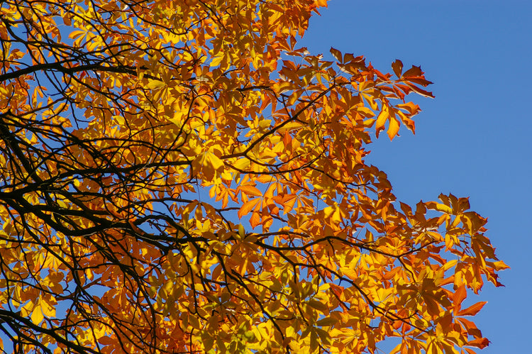 Prepare Your Garden for Winter