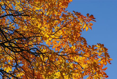 Prepare Your Garden for Winter