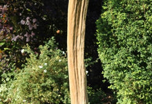 SALE - Teak Root Sculptures